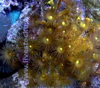 Yellow Polyps