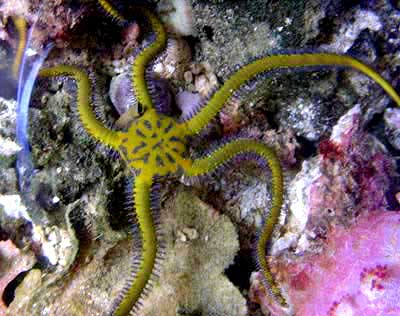 Yellow Brittle Star