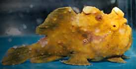 Yellow Frogfish