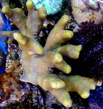 Porites